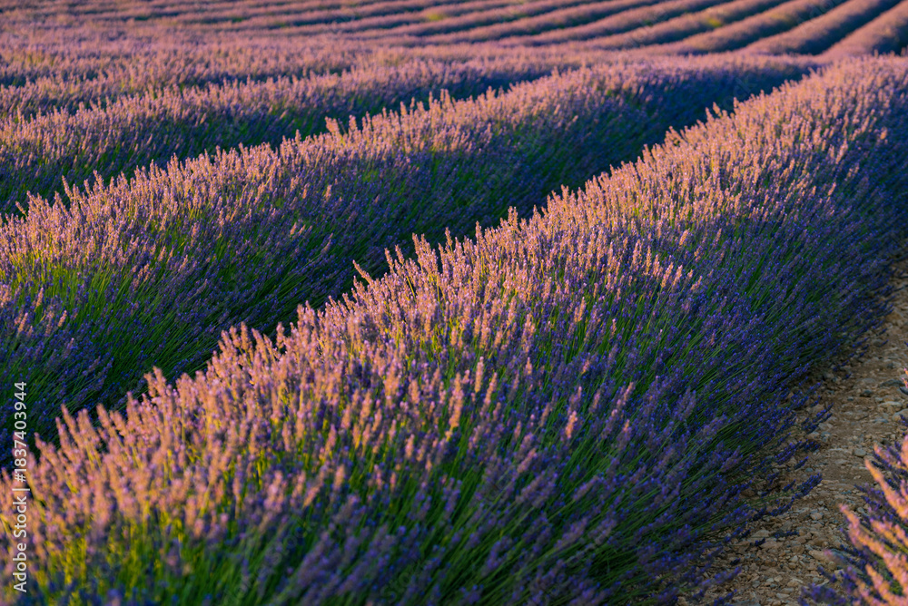 Obraz premium Lavender fields in bloom in Provence