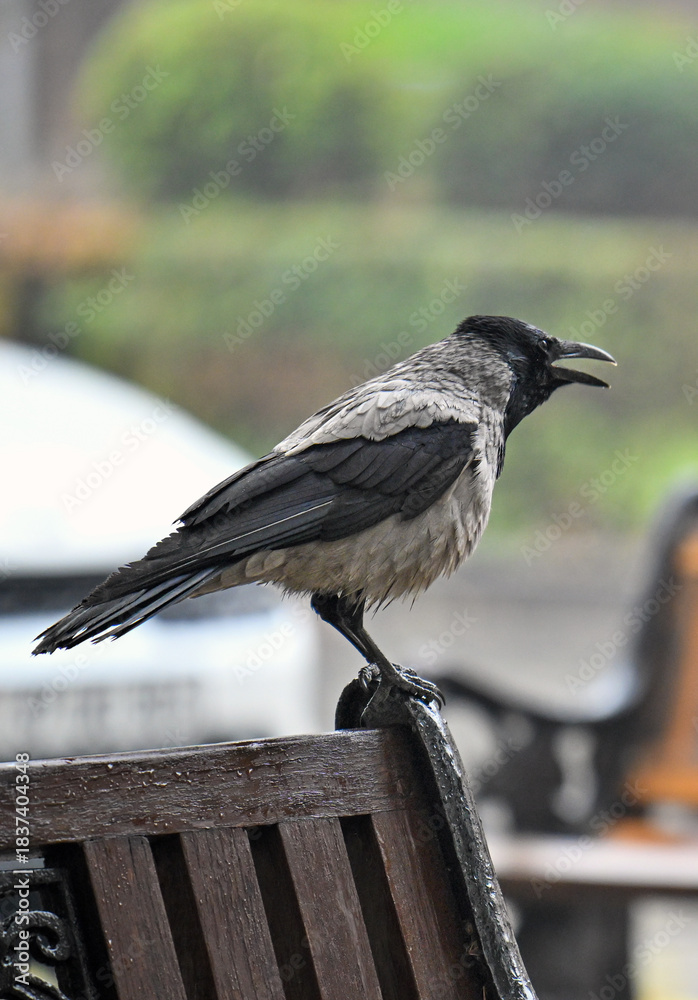 Fototapeta premium A bird is perched on a bench railing, looking up at the sky
