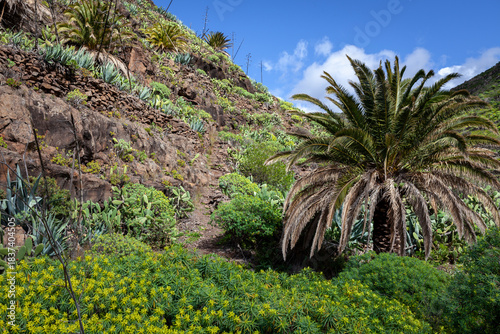 Barranco with Palm Tree