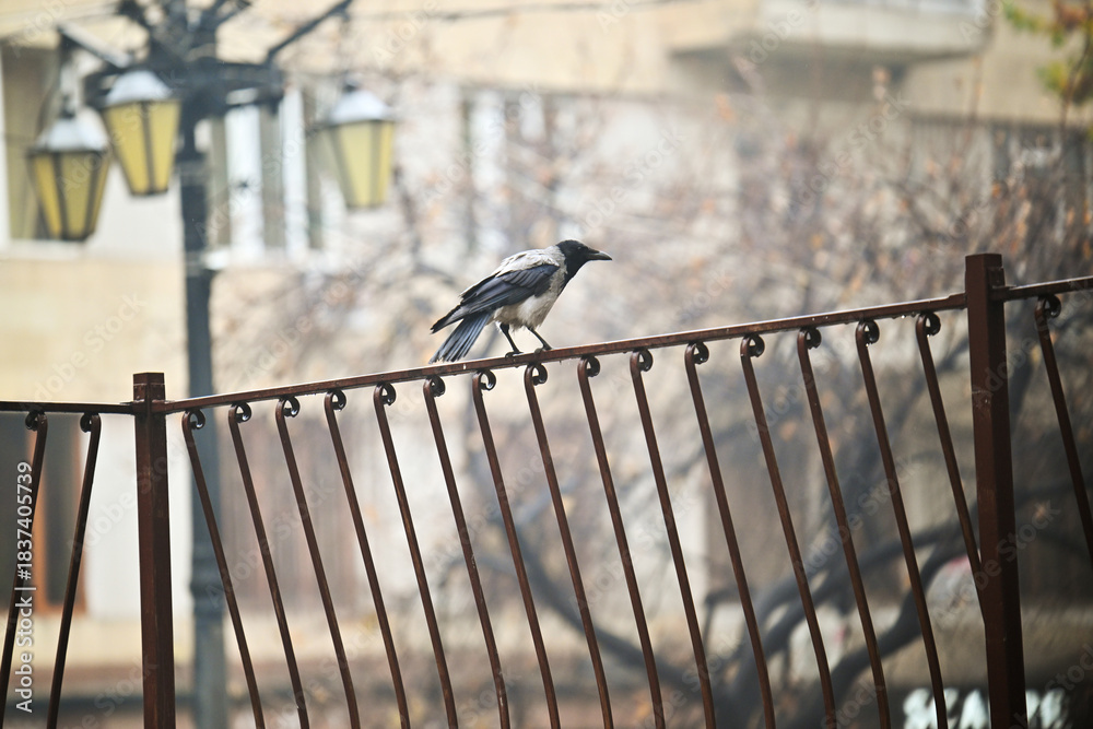 Obraz premium A crow is perched on a metal fence