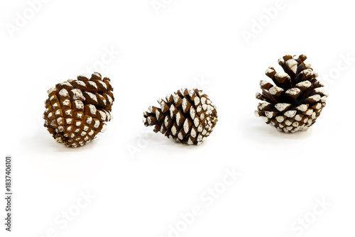 Pine cones covered in snow on a white background