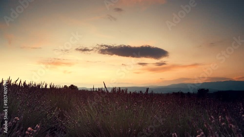 Lavender Field In The Evening, Provence France.
