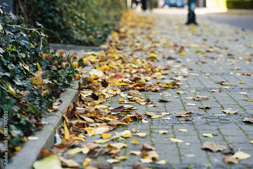 Dry yellow and brown autumn leaves cover a paved city sidewalk next to green ivy. Suitable for illustrating seasonal change, urban environment, or fall atmosphere in editorial or design projects.