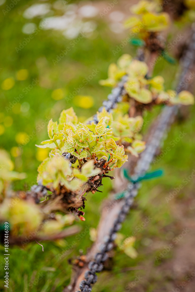 Naklejka premium Bright green buds sprout on vines, symbolizing the blossoming beauty of spring in the vineyard