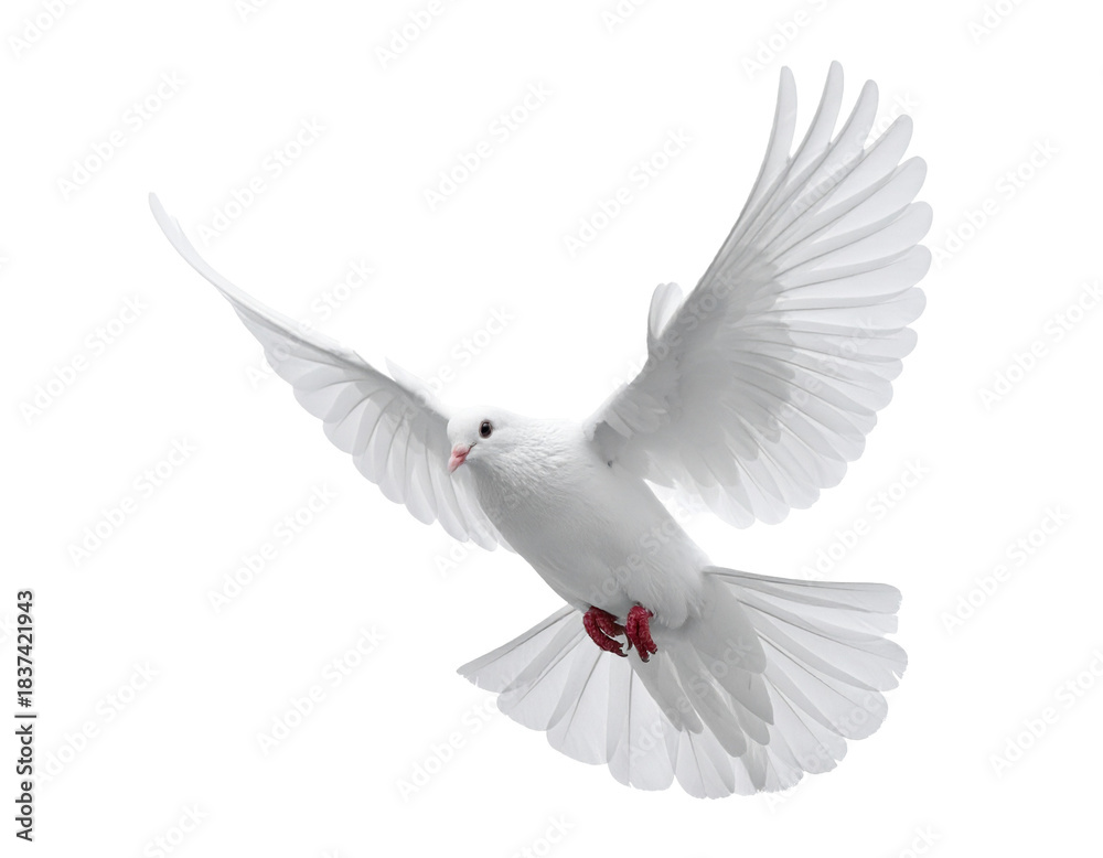 Obraz premium Weiße Taube der Freiheit – isolierter Freisteller auf weißem Hintergrund