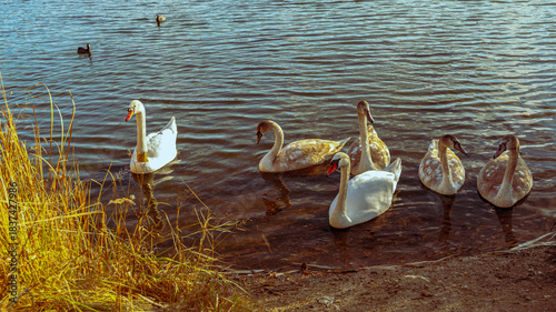 Fotografie Elegant swans swimming on a calm lake, beautiful reflections on the water, and a harmonious natural atmosphere
