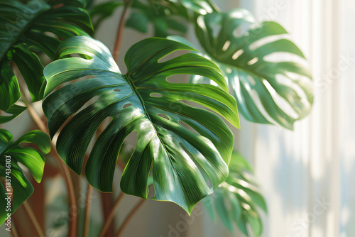 Green monstera leaves close-up in bright living room, stylish urban jungle interior