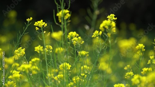 Beautiful mustard flowers with blurry bokeh and lens flares at the background. Field of yellow flowers.