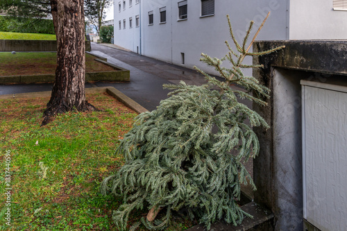 Discarded Christmas Tree Outdoors After Holidays. Urban Waste and Recycling Concept.