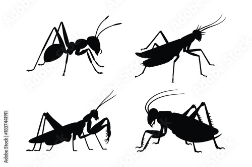 Silhouettes of four different insects on a white background