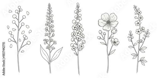 Botanical flower stem illustration set, floral structure sketch with leaves buds petals, nature study design, flat vector artwork