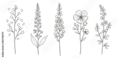 Botanical flower stem illustration set, minimal floral structure study, leaf bud arrangement sketch, flat vector illustration