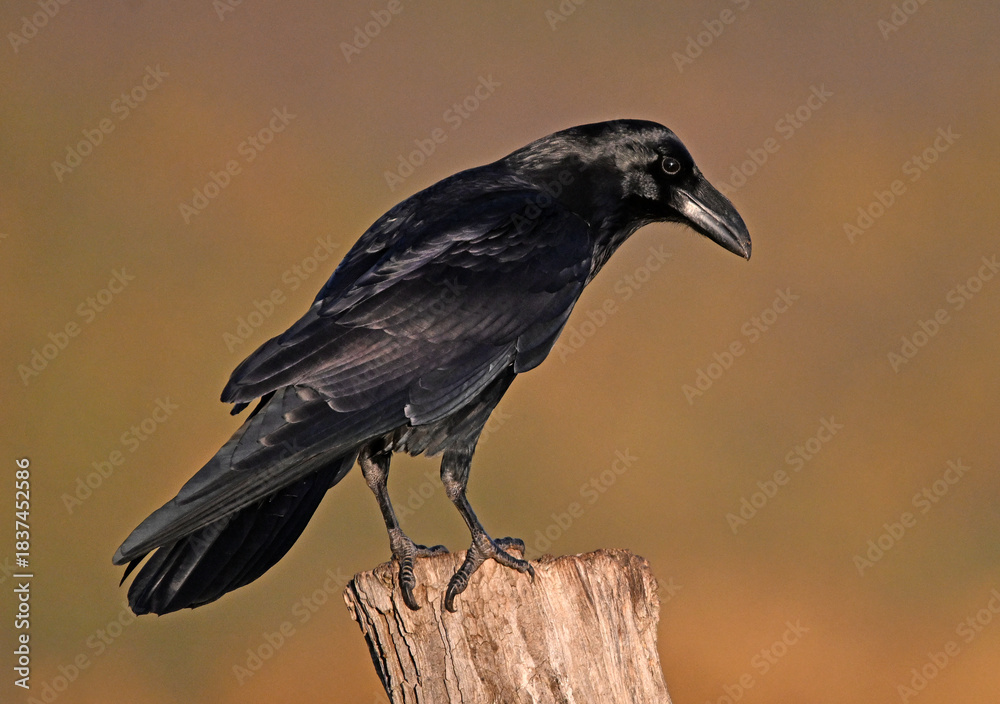 Fototapeta premium a black crow in the mountain