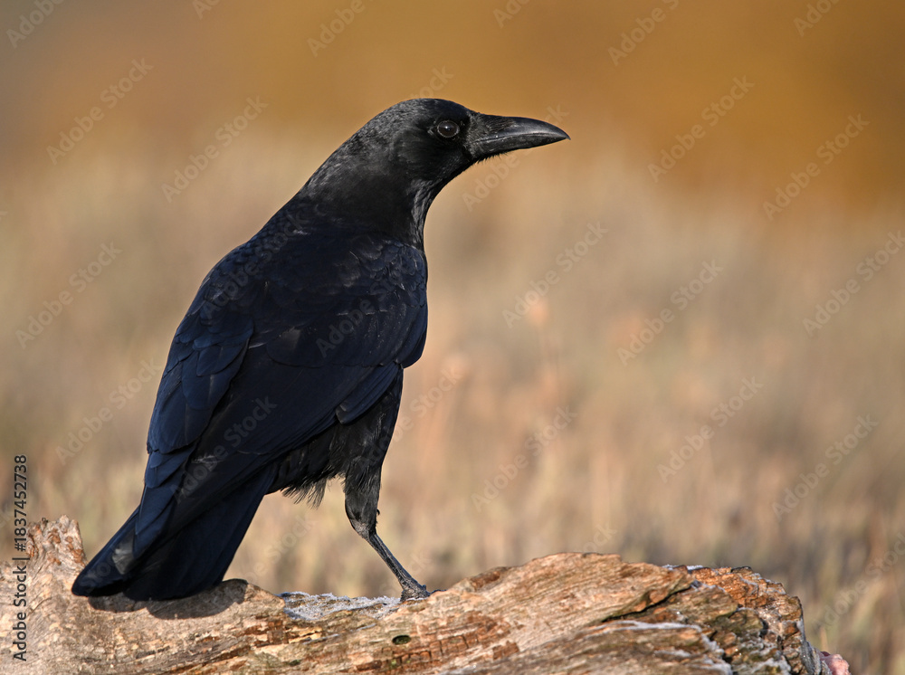 Obraz premium a black crow in the mountain