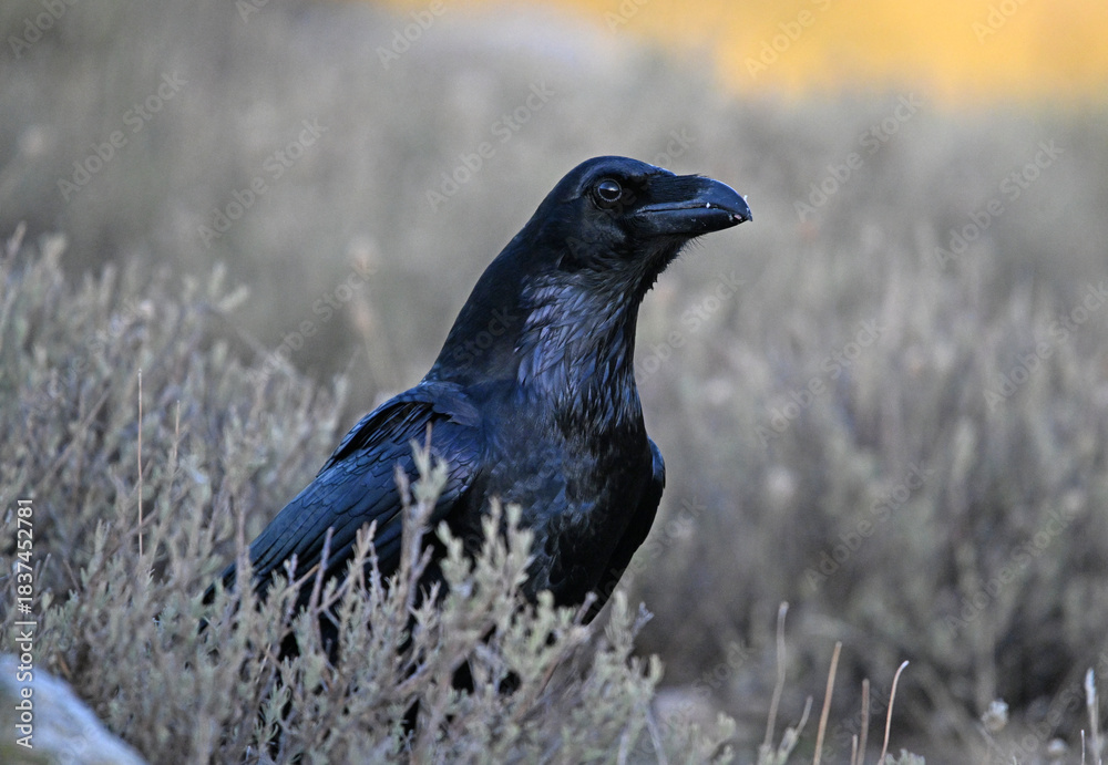 Obraz premium a black crow in the mountain