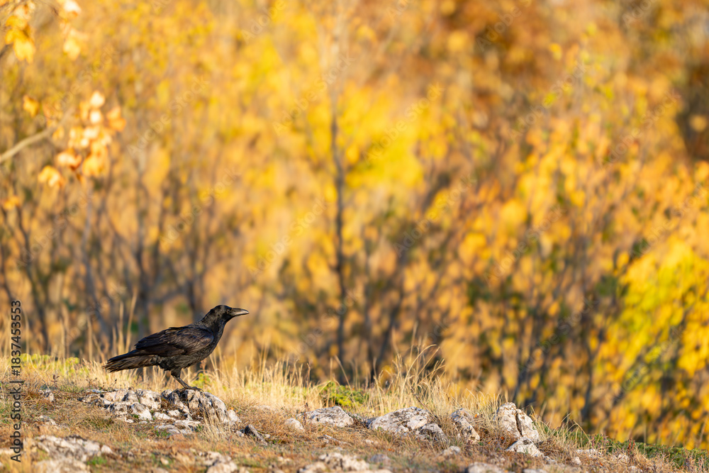 Obraz premium Common Raven Corvus corax in the wild