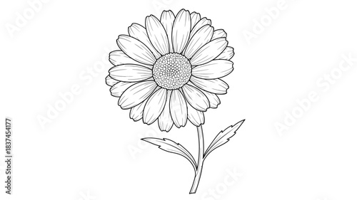 A delicate black and white illustration of a daisy flower with detailed petals and stem
