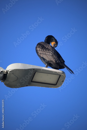 cormorant grooming on an LED street lamp
