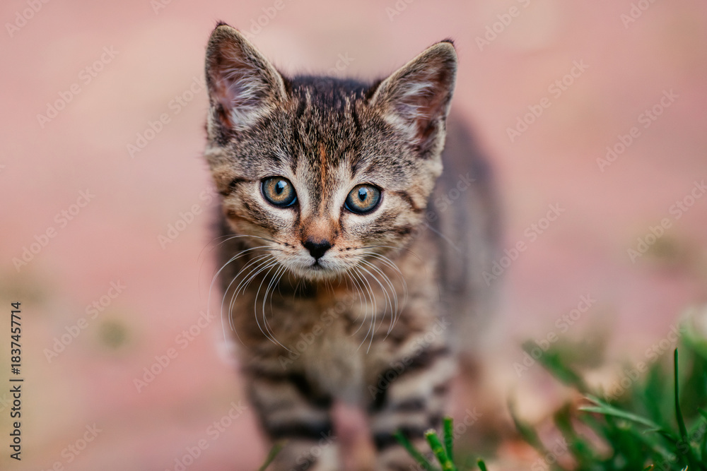 Fototapeta premium Junge Hofkatzen