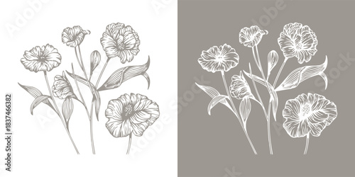 Hand drawn carnation flower illustration in vintage botanical line art style on light and dark background