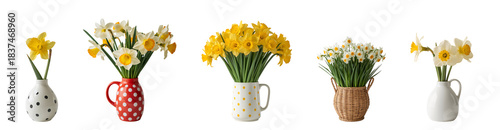 Beautiful blooming narcissus flower isolated on transparent background