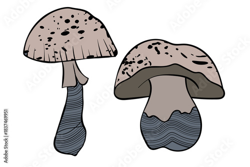 Set of mushrooms. Hand drawn vector illustration. Vegan food menu. Poisonous and edible mushroom. Autumn mushroom picking, forest plant sketches.