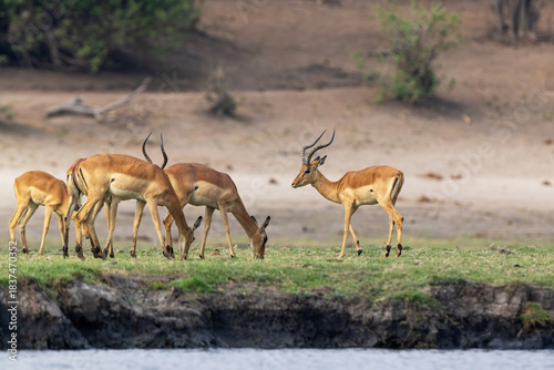 Herd of Impalas grazing on the Chobe river bank in Chobe National Park, Botswana