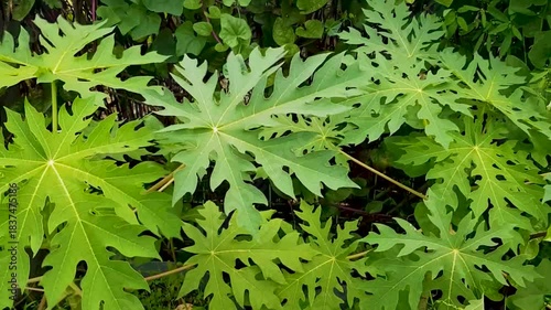 Vibrant papaya leaves create a lush tropical feel in this close up nature image. Ideal for nature, garden, and botanical themes with fresh greenery and detailed venation