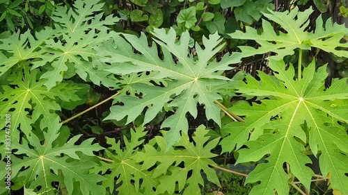 Vibrant papaya leaves create a lush tropical feel in this close up nature image. Ideal for nature, garden, and botanical themes with fresh greenery and detailed venation