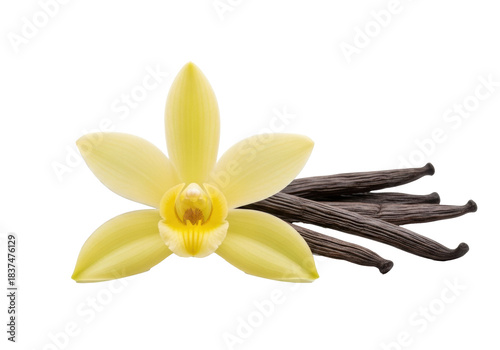 Delicate pale yellow vanilla orchid flower, bright yellow center, and dark brown wrinkled vanilla beans artfully arranged on a transparent background with copy space, concept for natural flavor and