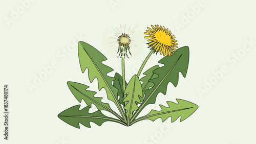 Vibrant dandelion flower plant showcases bright yellow bloom and delicate fluffy seed head. Wild dandelion flower features jagged green leaves, natural spring growth, a common sight.