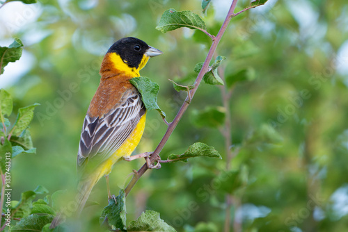 Black-headed bunting Emberiza melanocephala in the wild