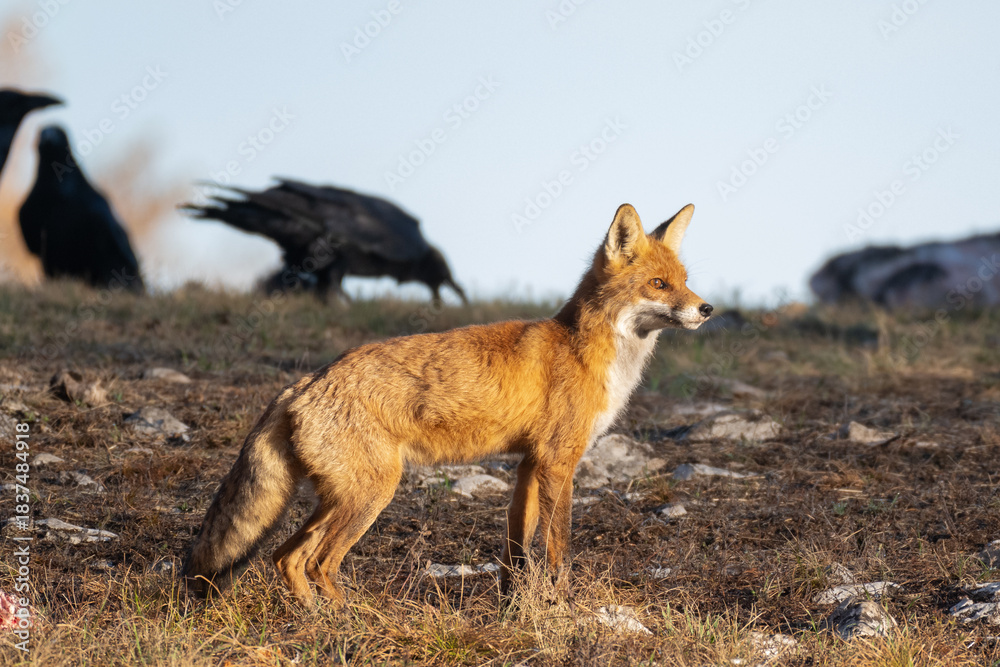 Obraz premium Red fox Vulpes vulpes in the wild