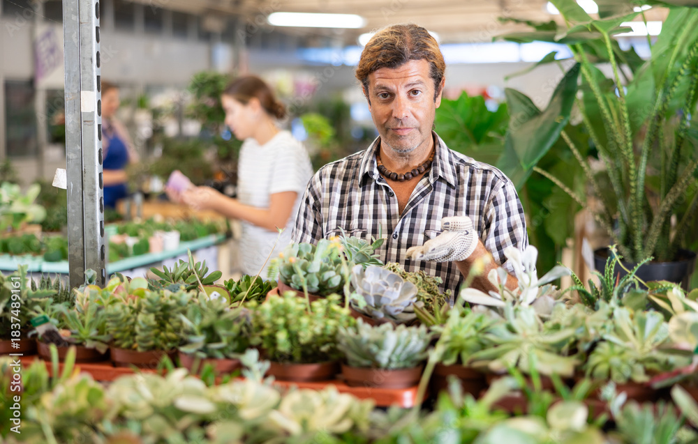 Fototapeta premium Male flower supermarket worker examines pallet of succulent to detect problematic plants. New employee of department of ornamental plants to get acquainted with assortment of goods