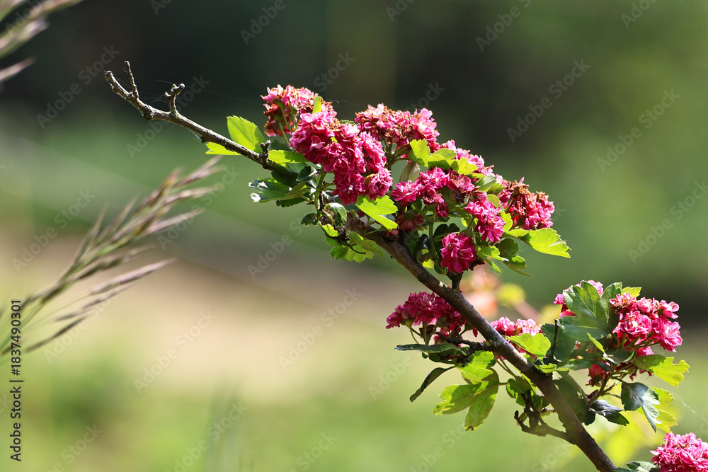 Fototapeta premium Terry pink hawthorn flowers blooming on a branch in bright spring sunlight. A vibrant and delicate close-up showing the beauty of nature, soft petals, and fresh seasonal growth in a sunny outdoor sett