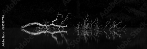 Evocative stillness captured in a black and white panorama showcasing a fallen tree resting on the calm surface of a serene body of water, merging with delicate reflections as shadows dance around the