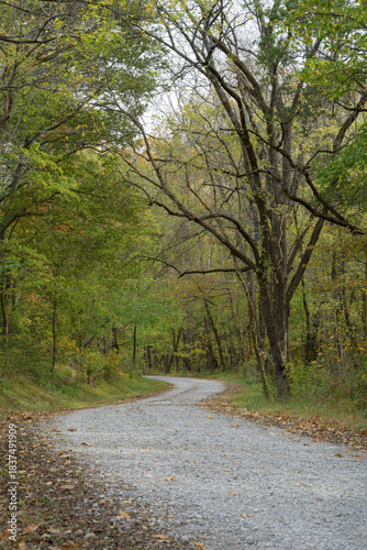 Winding gravel lane inviting exploration through a tranquil forest beside fields in Illinois, offering a glimpse of nature's serene beauty and the harmony of rural life in the Midwest