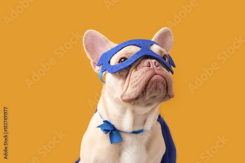 Cute French bulldog in supe...