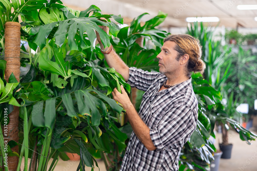 Fototapeta premium Interested experienced plant lover inspecting large glossy heart-shaped green leaves of Monstera with natural splits and holes while choosing ornamental plants for home or office in nursery
