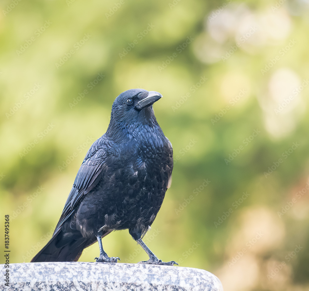 Fototapeta premium black crow