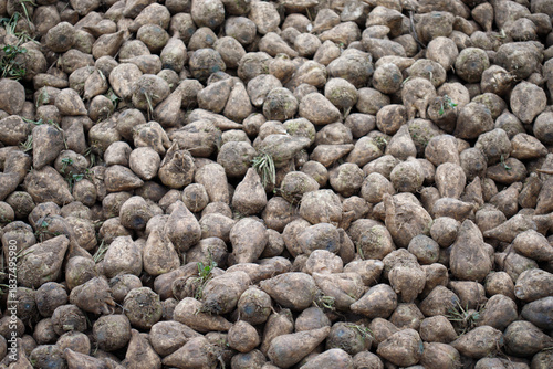 Sugar beets forming a large pile after harvest, ready for processing