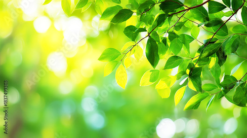 新緑の葉と木漏れ日のナチュラルな背景
