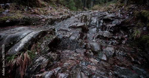 Nordic Forest Stream in Rain