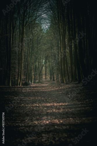 Dark moody forest path leading through tall trees creating natural tunnel with atmospheric light in mystical woodland landscape