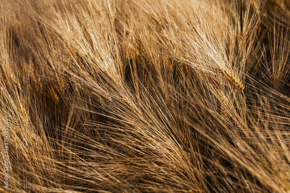 Fototapeta premium Close-up texture of ripe golden wheat ears in a field. Yellow grain spikes background. Agriculture harvest season, organic farming and bread production concept