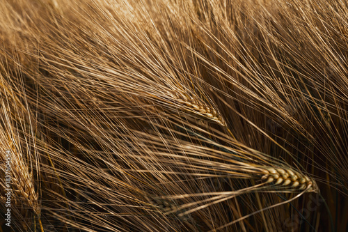 Golden barley ears blowing in wind close-up. Ripe yellow wheat spikes texture in sunlight. Agriculture harvest field background and organic farming concept