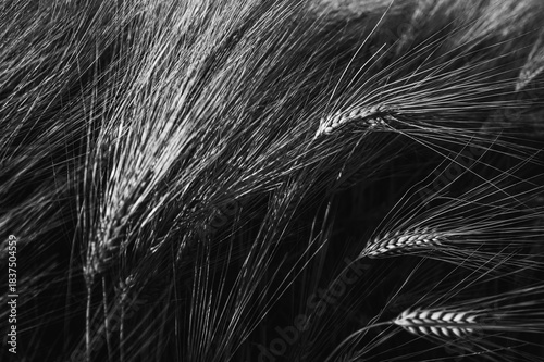 black and white photos, nature background, Golden barley ears blowing in wind close-up. Ripe yellow wheat spikes texture in sunlight. Agriculture harvest field background and organic farming concept
