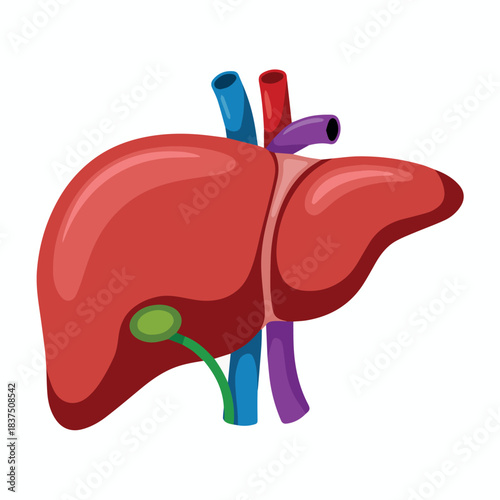 Human liver anatomy diagram for medical education and healthcare illustration of liver and gallbladder system