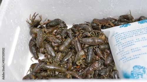 Fresh live crayfish close up in plastic container . High quality 4k footage