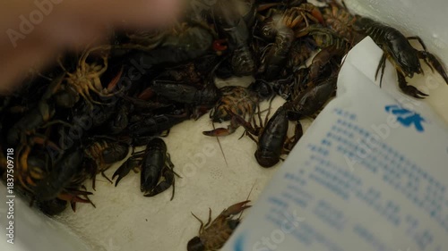 Fresh live crayfish close up in plastic container . High quality 4k footage